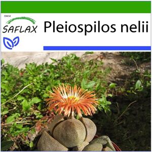 Saflax - Pleiospilos nelii - Graines - Plante Succulente - Propagation Intérieure - Extérieur Ensoleillé - Publicité Saflax - Pleiospilos nelii - Graines - Plante Succulente - Propagation Intérieure - Extérieur Ensoleillé - Publicité