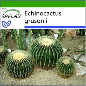 Saflax - Echinocactus grusonii - 40 graines - Mexique central - Cactus - Publicité Saflax - Echinocactus grusonii - 40 graines - Mexique central - Cactus - Publicité