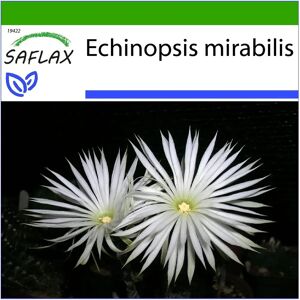 Saflax - Setiechinopsis mirabilis - Cactus nocturne - 40 graines - Publicité Saflax - Setiechinopsis mirabilis - Cactus nocturne - 40 graines - Publicité