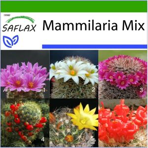 Saflax Mélange de Mammillaria - 40 graines avec substrat - Publicité Saflax Mélange de Mammillaria - 40 graines avec substrat - Publicité