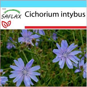 SAFLAX - Ensemble de graines de chicorée - Boîte cadeau, carte, étiquette et substrat - Cichorium intybus - Publicité SAFLAX - Ensemble de graines de chicorée - Boîte cadeau, carte, étiquette et substrat - Cichorium intybus - Publicité