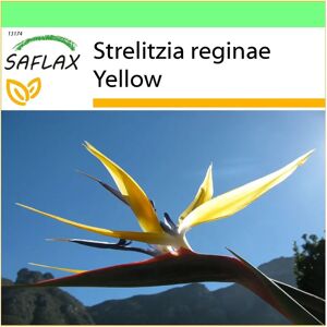 SAFLAX Jardin à emporter - Ave del paraíso jaune - 4 graines avec pot et couvercle - Publicité SAFLAX Jardin à emporter - Ave del paraíso jaune - 4 graines avec pot et couvercle - Publicité