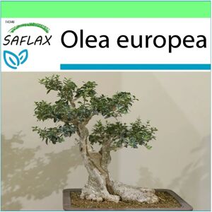 Saflax Oliviera Bonsai - 20 Graines - Arbre Méditerranéen - Publicité Saflax Oliviera Bonsai - 20 Graines - Arbre Méditerranéen - Publicité