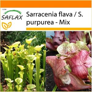 Saflax - Jardin en sac - Mélange de plantes à urne - 10 graines - Publicité Saflax - Jardin en sac - Mélange de plantes à urne - 10 graines - Publicité