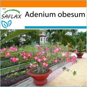 Saflax - Jardim na Sacola - Wüstenrose - Adenium obesum - 8 sementes Saflax - Jardim na Sacola - Wüstenrose - Adenium obesum - 8 sementes
