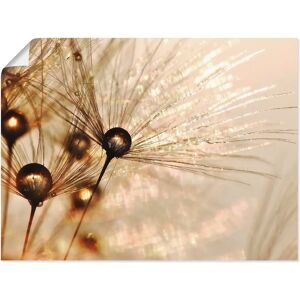 ARTLAND Pusteblume Goldener Tropfen - 40x30 cm - Leinwandbild ARTLAND Pusteblume Goldener Tropfen - 40x30 cm - Leinwandbild