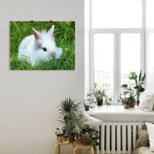 ARTland - Weißes Zwergkaninchen Baby - 60x45 cm - Wall art ARTland - Weißes Zwergkaninchen Baby - 60x45 cm - Wall art