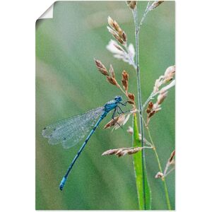 ARTLAND - Kleine Libelle - Grün - 40x60 cm - Wandbild ARTLAND - Kleine Libelle - Grün - 40x60 cm - Wandbild