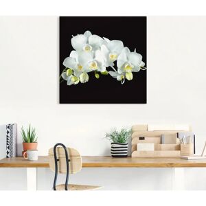 ARTLAND Weiße Orchidee auf schwarzem Hintergrund Wandbild - Blumen Leinwand 40cm x 40cm ARTLAND Weiße Orchidee auf schwarzem Hintergrund Wandbild - Blumen Leinwand 40cm x 40cm