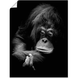 ARTland - Der nachdenkliche Orang Utan - Alu-Dibond 3mm ARTland - Der nachdenkliche Orang Utan - Alu-Dibond 3mm