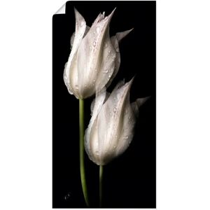 ARTLAND - Weiße Tulpen in der Nacht - 20x40 cm - Alu-Dibond - Wall Art ARTLAND - Weiße Tulpen in der Nacht - 20x40 cm - Alu-Dibond - Wall Art