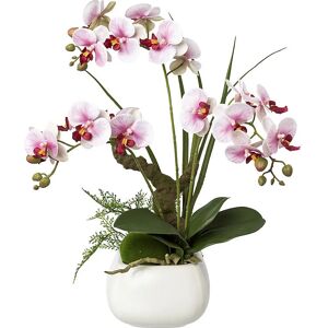 Kaiserkraft Pillekosbor - Real Touch, 460mm, Lila & Weiß Blumen - Künstliche Orchidee Kaiserkraft Pillekosbor - Real Touch, 460mm, Lila & Weiß Blumen - Künstliche Orchidee