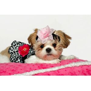 PAPERMOON Hund Fototapete - Bunt, 2.50m x 1.86m - Vlies PAPERMOON Hund Fototapete - Bunt, 2.50m x 1.86m - Vlies