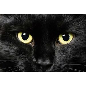 PAPERMOON Katze Bunt Tapete - Tapeten PAPERMOON Katze Bunt Tapete - Tapeten