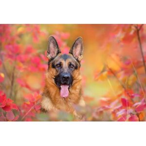 PAPERMOON Hund in Natur Tapete - Bunt, 3,50m x 2,60m - Vlies PAPERMOON Hund in Natur Tapete - Bunt, 3,50m x 2,60m - Vlies