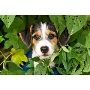 PAPERMOON Hund Tapete - Digitaldruck, 5m x 2.8m - Tapete PAPERMOON Hund Tapete - Digitaldruck, 5m x 2.8m - Tapete