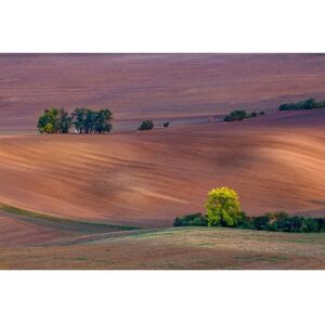 PAPERMOON Felder Wandbild - Digitaldruck, 5m x 2,8m, Bunt PAPERMOON Felder Wandbild - Digitaldruck, 5m x 2,8m, Bunt
