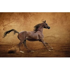 PAPERMOON Pferd Lauf Araber Wandbild - Tapete PAPERMOON Pferd Lauf Araber Wandbild - Tapete