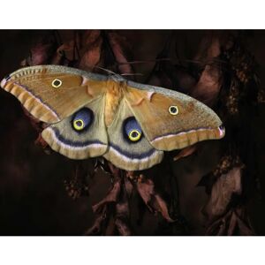 PAPERMOON Jimmy Hoffman, Polyphemus, Schmetterling - Bunt - Fototapete PAPERMOON Jimmy Hoffman, Polyphemus, Schmetterling - Bunt - Fototapete