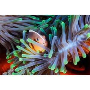 PAPERMOON Gabriel Clown Fish Fototapete - Tapete PAPERMOON Gabriel Clown Fish Fototapete - Tapete