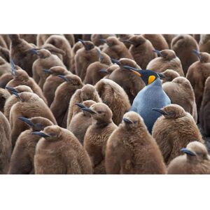 PAPERMOON König Pinguin und Falkland-Inseln Tiere Fototapete - Wanddekor PAPERMOON König Pinguin und Falkland-Inseln Tiere Fototapete - Wanddekor
