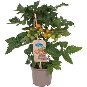 Kölle Pick-&-Joy Cherry Tomato Orange - Orange - Topf Ø 14 cm - 2 Pflanzen - Tomato plant Kölle Pick-&-Joy Cherry Tomato Orange - Orange - Topf Ø 14 cm - 2 Pflanzen - Tomato plant