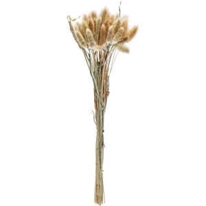Vega - Ajda - 40 cm - natur - Dekorative Trockenblumen Vega - Ajda - 40 cm - natur - Dekorative Trockenblumen