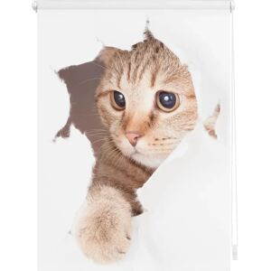Lichtblick Kinder-Klemmfix Katzen-Motiv-Rollo Lichtblick Kinder-Klemmfix Katzen-Motiv-Rollo