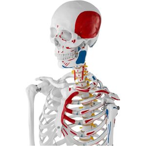 Physa Model Skeleton - Life-sized - Coloured - Skeleton Model Physa Model Skeleton - Life-sized - Coloured - Skeleton Model