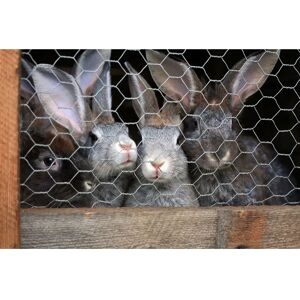 AQUAGART 80m Hexagonal Mesh Fence for Animals AQUAGART 80m Hexagonal Mesh Fence for Animals