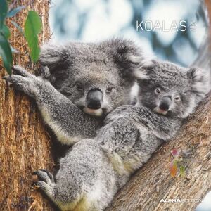 Koalas 2024 - Fali Naptár - 30x30 cm Koalas 2024 - Fali Naptár - 30x30 cm