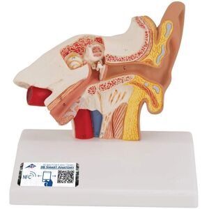 3B Scientific Model uší - 3B Smart Anatomy 3B Scientific Model uší - 3B Smart Anatomy