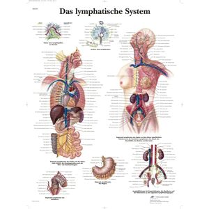 3B Scientific kalibr tabule – Lympha rendszerhez - Laboratóriumi felszerelés 3B Scientific kalibr tabule – Lympha rendszerhez - Laboratóriumi felszerelés