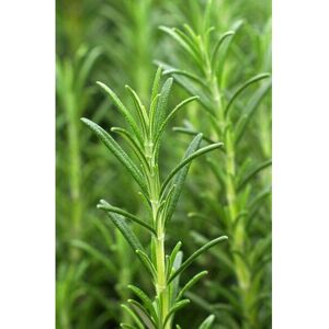 Khadi Ayurvedic Hair Oil Vitality Grow - Hair Growth, Natural Herbs Khadi Ayurvedic Hair Oil Vitality Grow - Hair Growth, Natural Herbs