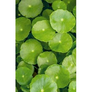 Khadi Ayurvedic Hair Oil Color Care - Hair Oil for Color Fixation Khadi Ayurvedic Hair Oil Color Care - Hair Oil for Color Fixation