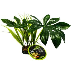 Canopée de jungle Komodo - Plante pour terrarium - Vert - Publicité Canopée de jungle Komodo - Plante pour terrarium - Vert - Publicité