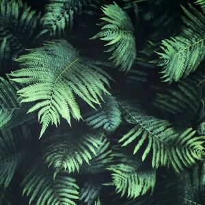 Arthouse Black And Green Fern Wallpaper - Feature Wall Arthouse Black And Green Fern Wallpaper - Feature Wall