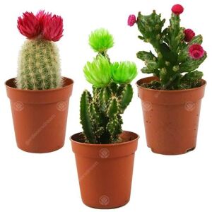 Gardeners Dream - Mini Disco Cactus Mix - Pot 5,5 cm - Publicité Gardeners Dream - Mini Disco Cactus Mix - Pot 5,5 cm - Publicité
