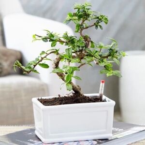 Gardeners Dream - Elm Bonsai - Indoor - 15cm Pot - Plant Gardeners Dream - Elm Bonsai - Indoor - 15cm Pot - Plant