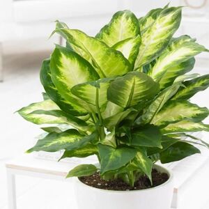 Gardeners Dream Dieffenbachia Camilla - Indoor plant in 12cm Pot - Home/Office Gardeners Dream Dieffenbachia Camilla - Indoor plant in 12cm Pot - Home/Office