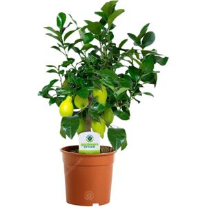 Gardeners Dream - Citrus Lemon - House / Office Indoor Potted Plant Gardeners Dream - Citrus Lemon - House / Office Indoor Potted Plant