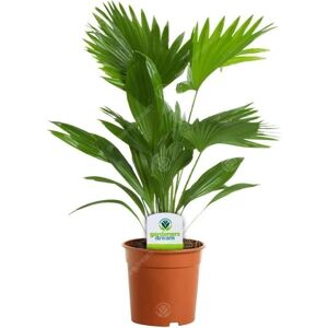Gardeners Dream Livistona - 1 Plant - Indoor Fan Palm Tree Gardeners Dream Livistona - 1 Plant - Indoor Fan Palm Tree
