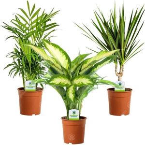 Gardeners Dream Indoor Plant Mix - 3 Plants - House / Office Live Potted Pot Plant Tree (Mix B) - Indoor Plant Gardeners Dream Indoor Plant Mix - 3 Plants - House / Office Live Potted Pot Plant Tree (Mix B) - Indoor Plant
