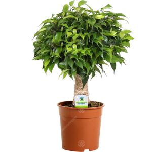 Gardeners Dream Ficus Kinky Stem - 1 Plant - Indoor Tree - 12Cm Pot Gardeners Dream Ficus Kinky Stem - 1 Plant - Indoor Tree - 12Cm Pot
