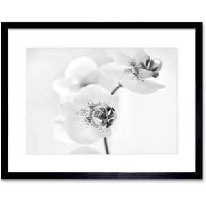 Artery8 - Orchid Petal Blooms - Black - Floral - Wall Art Print Artery8 - Orchid Petal Blooms - Black - Floral - Wall Art Print
