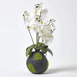 Homescapes White Phalaenopsis Artificial Orchid - 60 cm Tall, Natural Base - Unisex Homescapes White Phalaenopsis Artificial Orchid - 60 cm Tall, Natural Base - Unisex