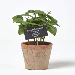 Homescapes Artificial Basil Plant in Decorative Pot - Unisex Homescapes Artificial Basil Plant in Decorative Pot - Unisex