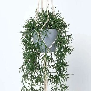 Homescapes Artificial Hanging Basket Rhipsalis Plant - 116cm Homescapes Artificial Hanging Basket Rhipsalis Plant - 116cm