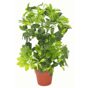 Schefflera Gold Capella Artificial Plant - 75cm Schefflera Gold Capella Artificial Plant - 75cm