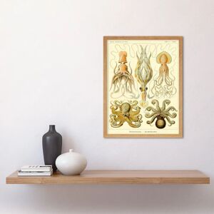 Artery8 - Ernst Haeckel Octopus - Framed - 12x16 - Art Print Artery8 - Ernst Haeckel Octopus - Framed - 12x16 - Art Print